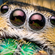 Illustration for article titled Alien monsters or awesome spiders, I just love these little guys